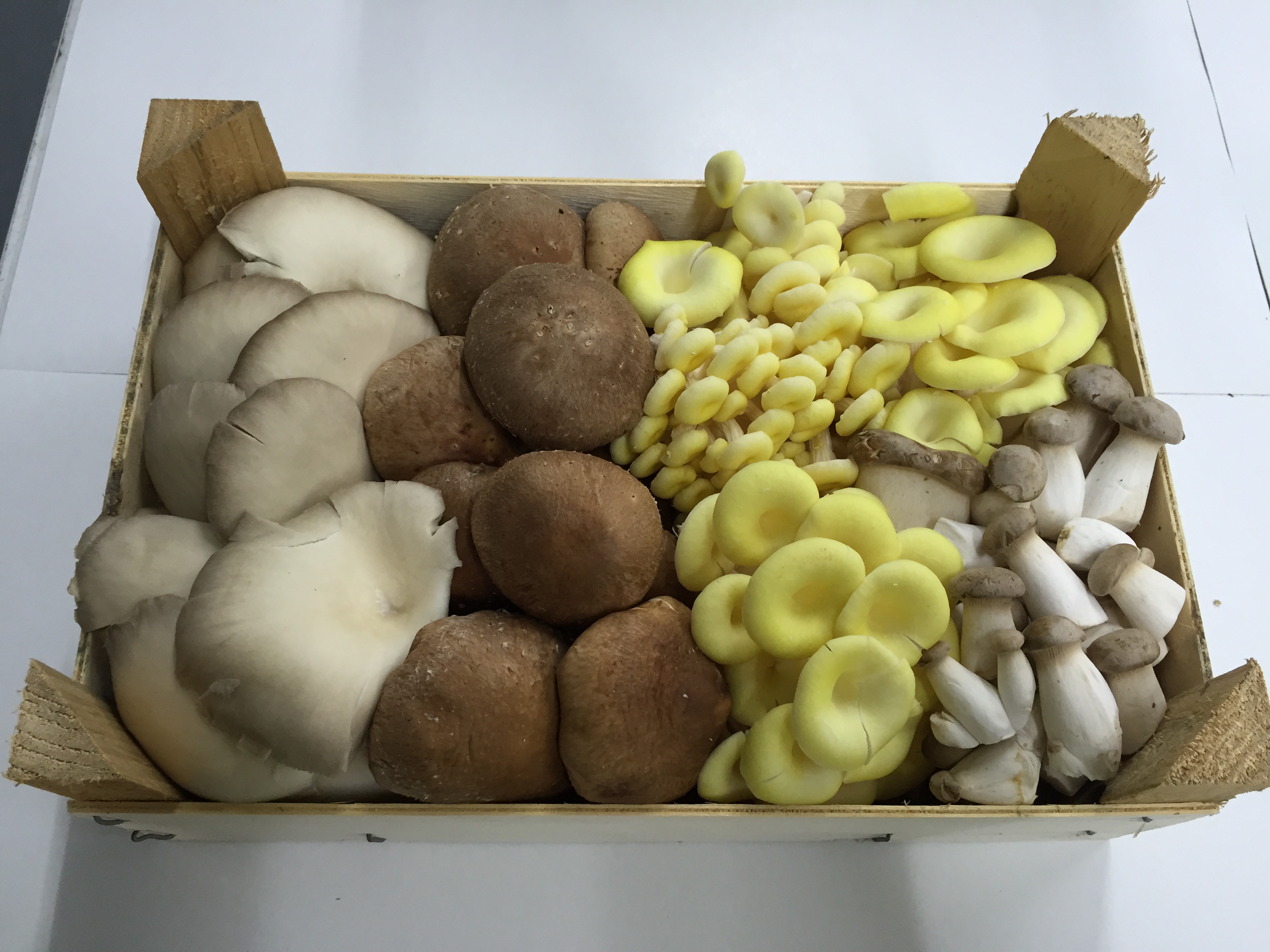 http://www.vallondo.es/imgnot/ostra-shiitake-cornucopia-minicardo.jpg