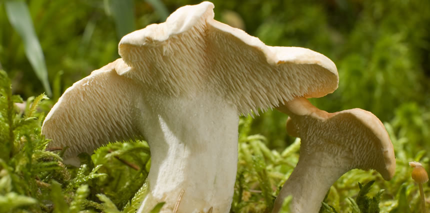 Hedgehog Mushroom