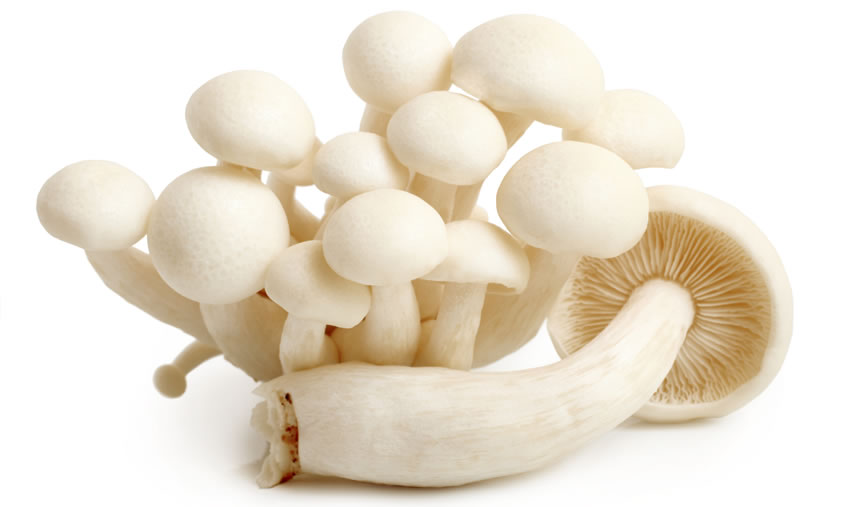 White Beech Mushroom