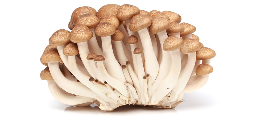 Brown Beech Mushroom