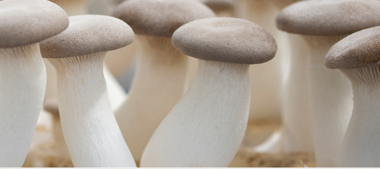 King Oyster Mushroom (Pleurotus Eryngii)