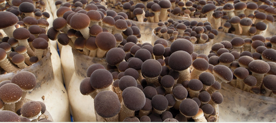 Poplar Mushroom (Pholiota Aegerita)