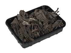 Trompette de la mort