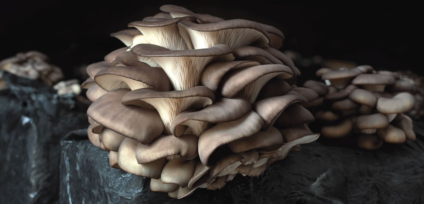 Pleurote en huître (Pleurotus Ostreatus)