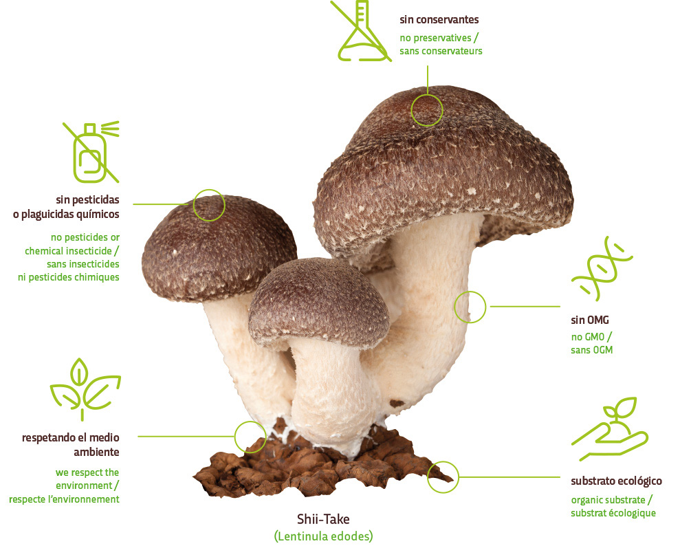 Shiitake Cultivo Ecológico