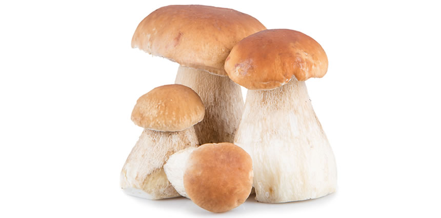 Boletus Edulis