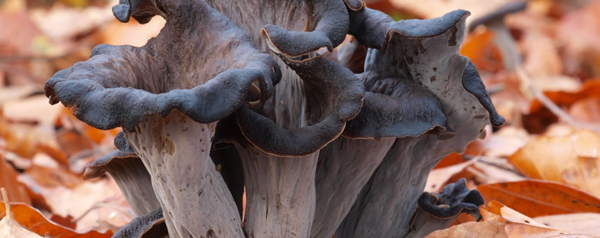 Trompeta de los Muertos